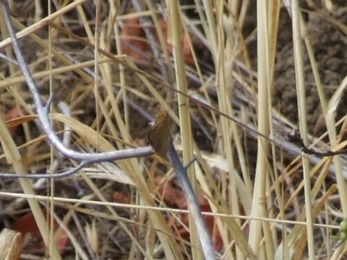 iNaturalist observation photo of Hesperiini