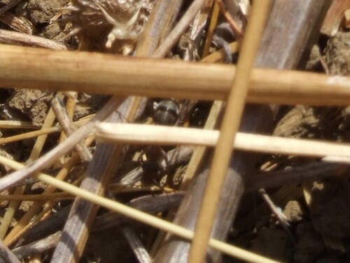 iNaturalist observation photo of Ants