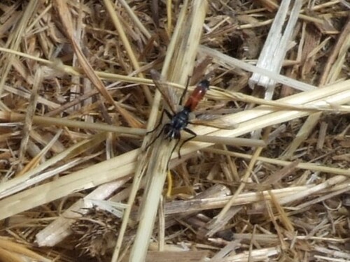 iNaturalist observation photo of Cylindromyia