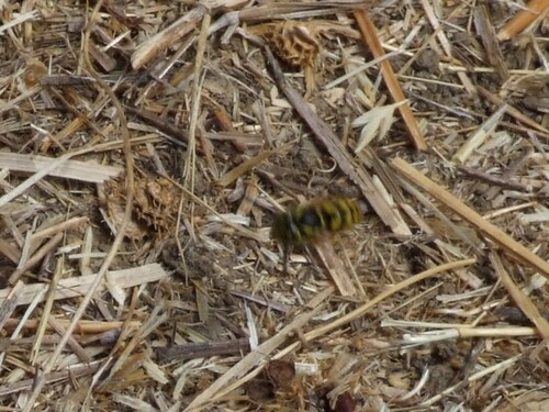 iNaturalist observation photo of Ground Yellowjackets