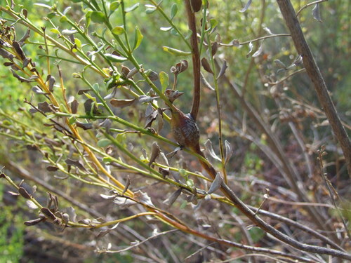 iNaturalist observation photo of Coyote Brush Stem Gall Moth