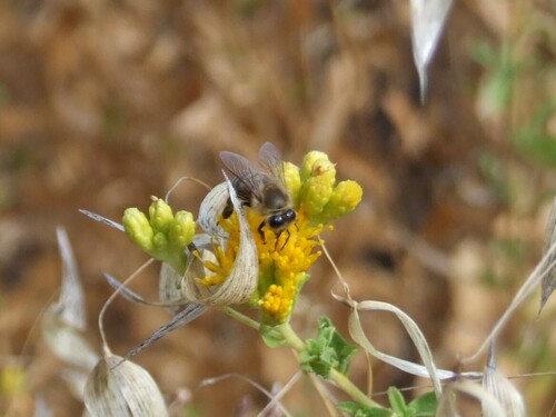 iNaturalist observation photo of Western Honey Bee
