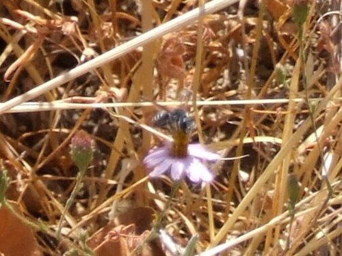 iNaturalist observation photo of Leafcutter, Mortar, and Resin Bees