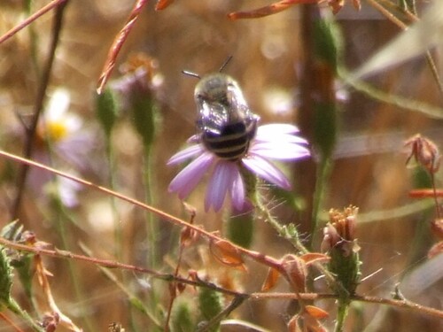 iNaturalist observation photo of Urbane Digger Bee