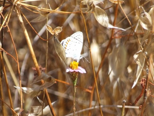iNaturalist observation photo of Acmon Blue