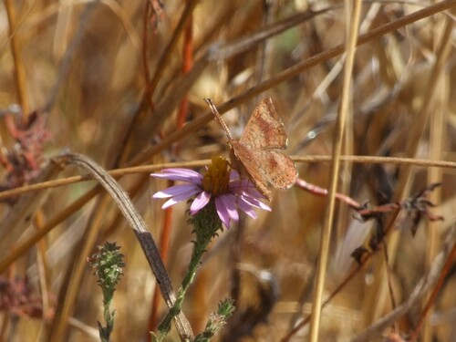 iNaturalist observation photo of Fatal Metalmark