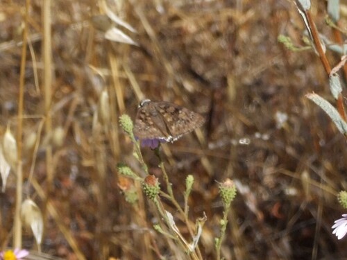 iNaturalist observation photo of Mournful Duskywing