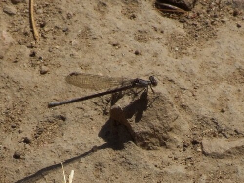 iNaturalist observation photo of Dancers