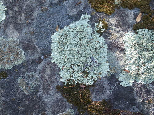 iNaturalist observation photo of shield lichens and allies