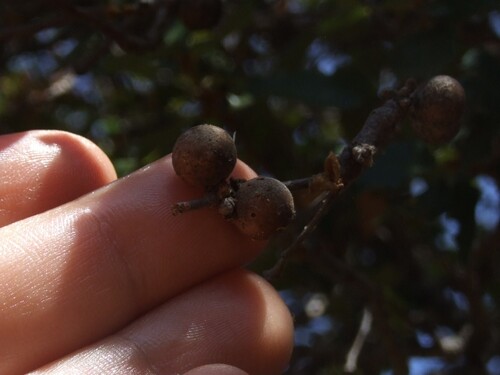iNaturalist observation photo of Oak Gall Wasps