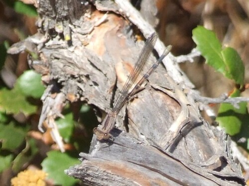 iNaturalist observation photo of Vivid Dancer