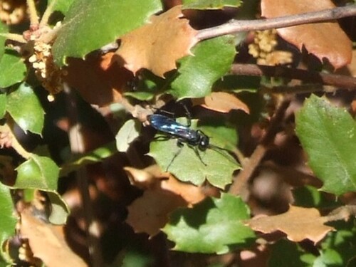 iNaturalist observation photo of Spider Wasps