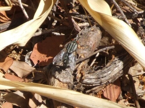 iNaturalist observation photo of Bot Flies, Blow Flies, and Allies