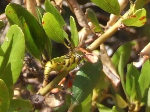 iNaturalist observation photo of Eumenes