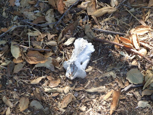 iNaturalist observation photo of Mammals