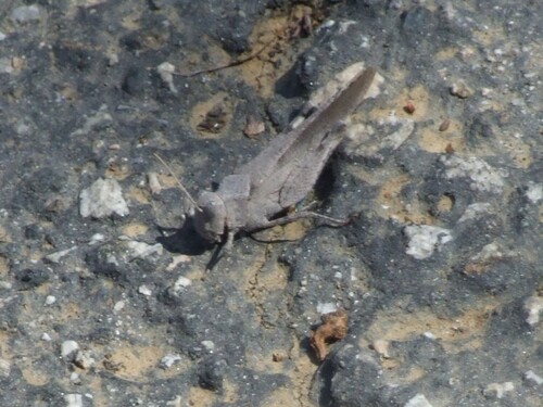 iNaturalist observation photo of Thalassica Grasshopper
