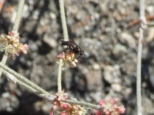 iNaturalist observation photo of Flies