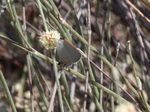 iNaturalist observation photo of Gray Hairstreak