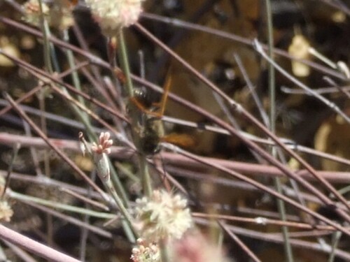 iNaturalist observation photo of Elegant Grass-carrying Wasp