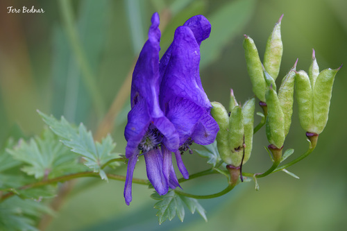 Aconitum variegatum