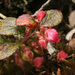 Gaultheria amoena - Photo (c) Ruth Ripley, todos los derechos reservados, subido por Ruth Ripley