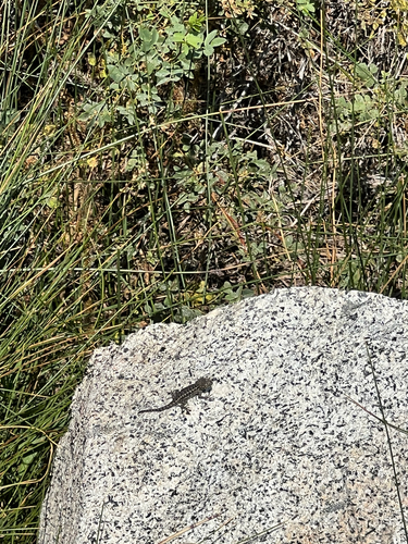 iNaturalist observation photo of Common Sagebrush Lizard