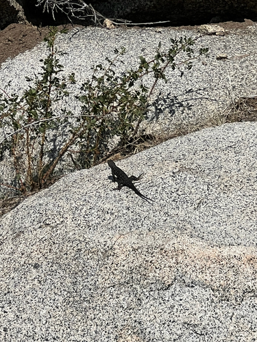 iNaturalist observation photo of Western Fence Lizard