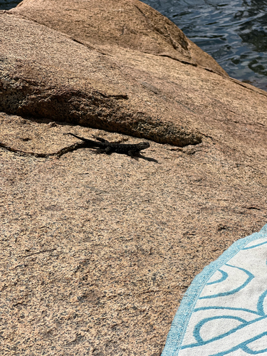 iNaturalist observation photo of Western Fence Lizard
