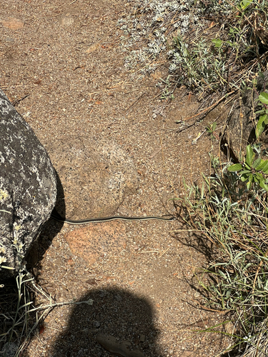iNaturalist observation photo of Western Terrestrial Garter Snake