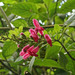 Salvia tortuosa - Photo (c) Ruth Ripley, όλα τα δικαιώματα διατηρούνται, uploaded by Ruth Ripley