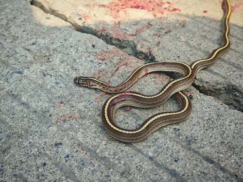 Slender Racer