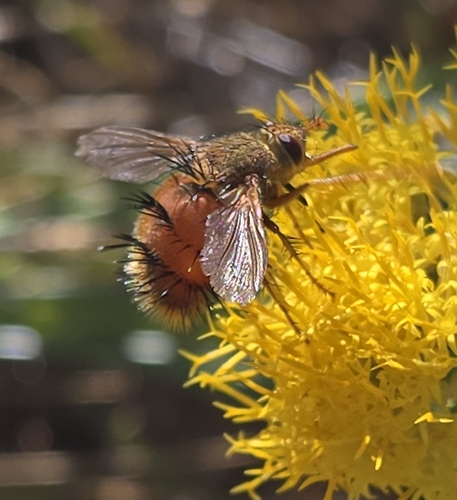 Unknown species found near Mammoth, WY 82190, USA