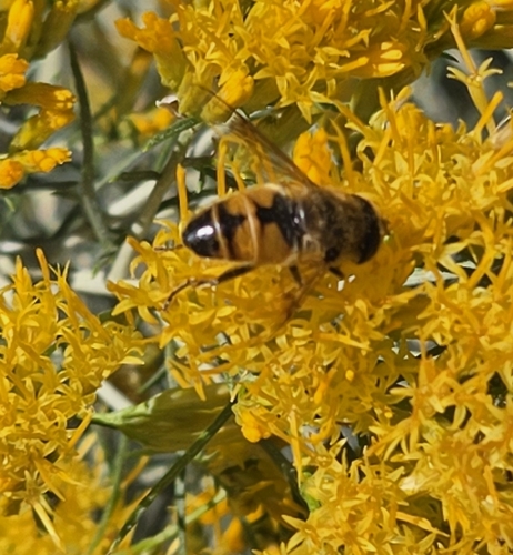 Unknown species found near Mammoth, WY 82190, USA