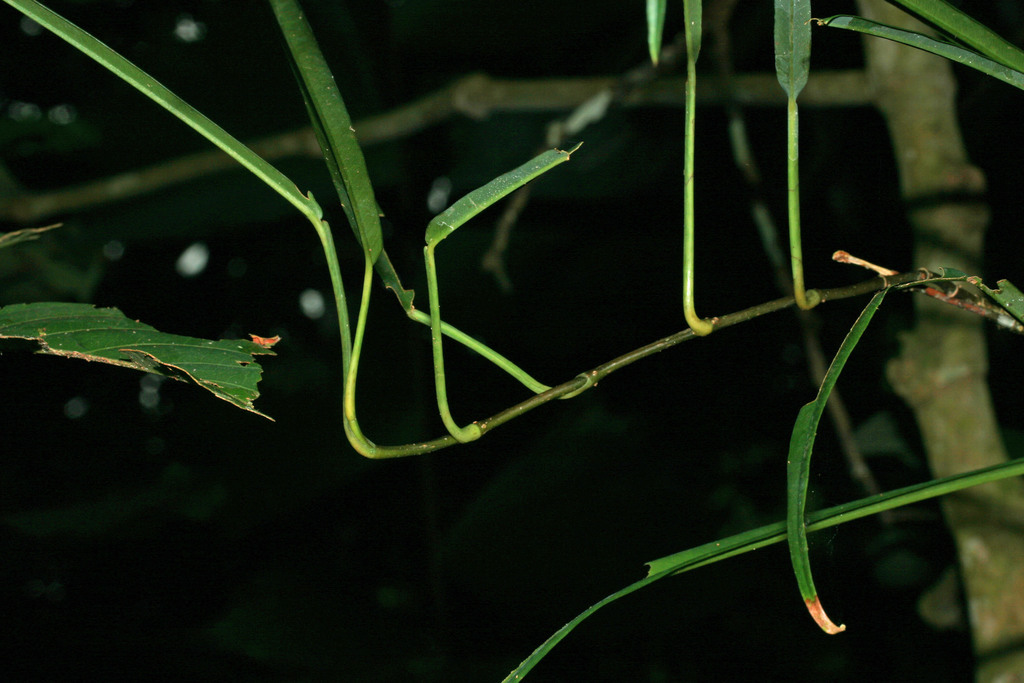 Photos of Philodendron chanchamayense  iNaturalist