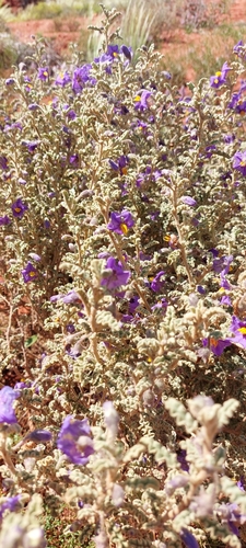 Solanum plicatile