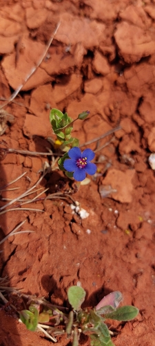 Blue Scarlet Pimpernel