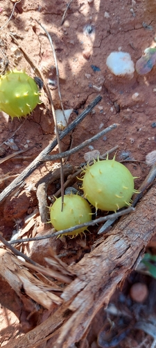 paddy melon