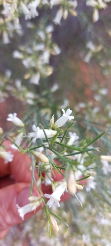 Eremophila interstans