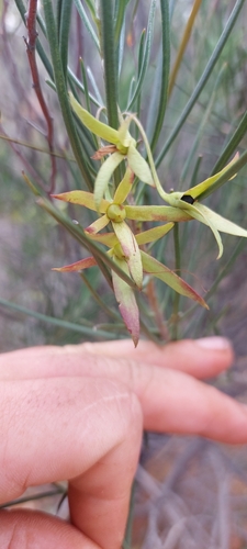 Eremophila oldfieldii angustifolia