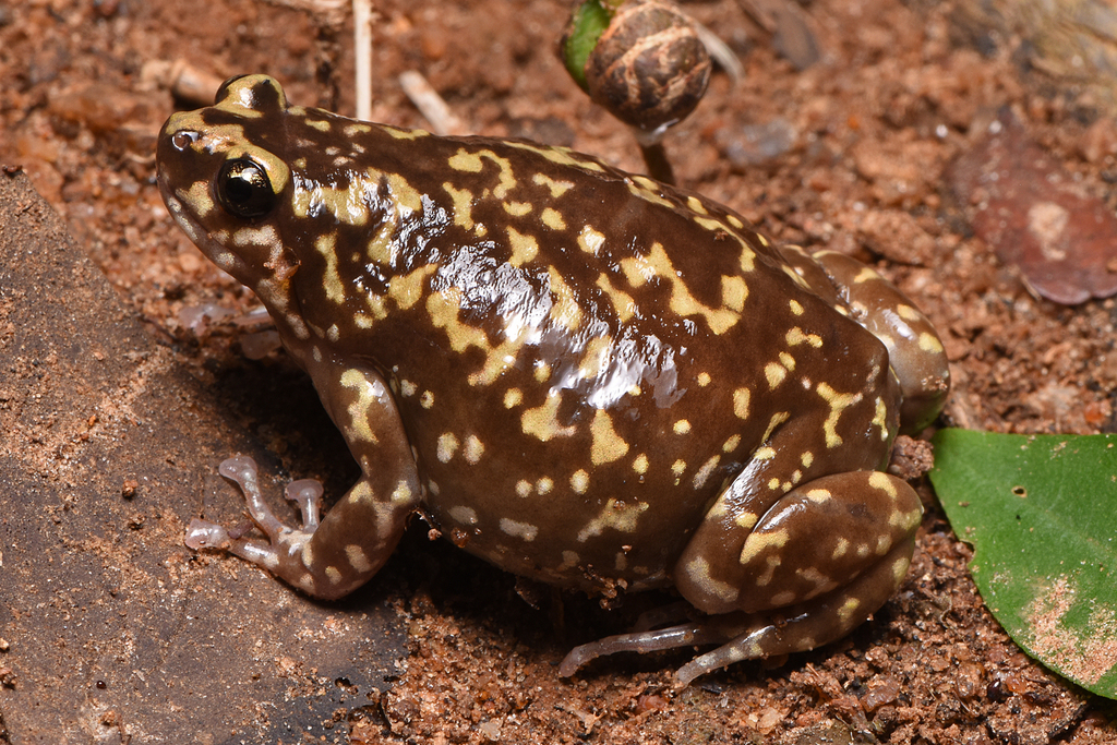 White-bellied pug-snout frog (Uperodon variegatus)
