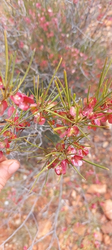 Dodonaea rigida