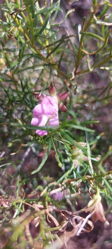 Eremophila metallicorum