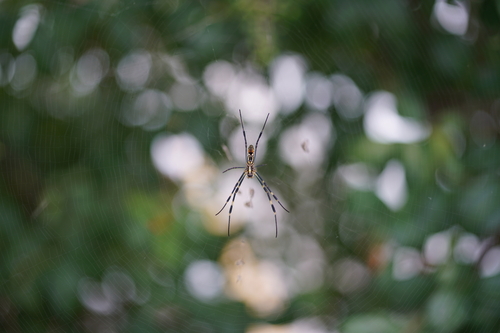 Joro Spider
