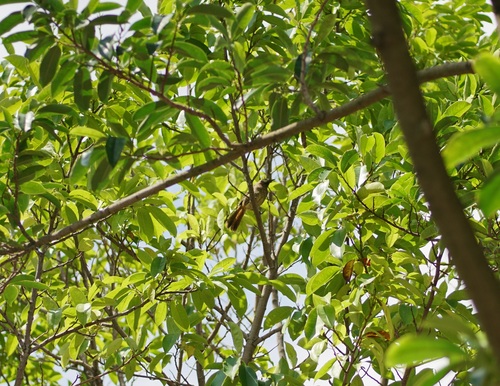 White-browed Laughingthrush