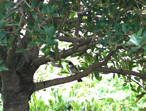 Brown-breasted Bulbul