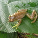 Highland Reed Frog - Photo (c) Robert Sekisambu, all rights reserved, uploaded by Robert Sekisambu
