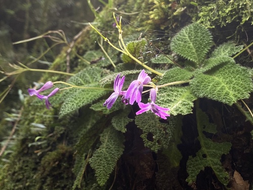 Oreocharis magnidens