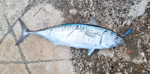 Euthynnus alletteratus