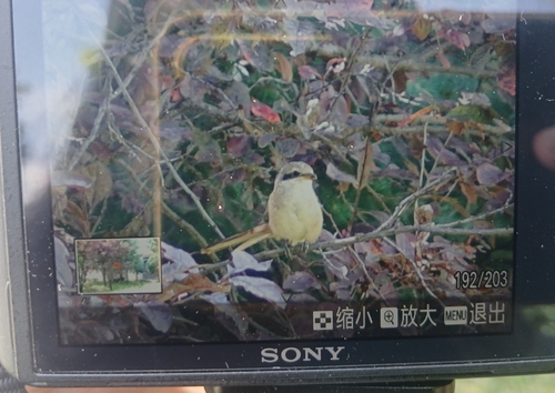 Brown Shrike