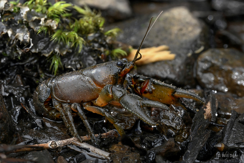 Euastacus spinichelatus